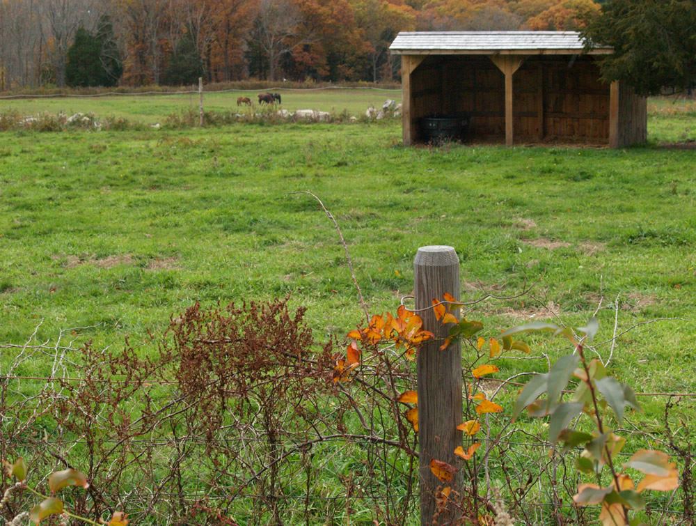 Horses down in the pasture